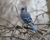 a blue jay bird passerine