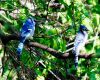 blue jays branches perched