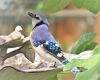 a white blue jay