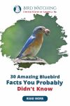 30 Amazing Bluebird Facts You Probably Didn't Know (2021) Thumbnail