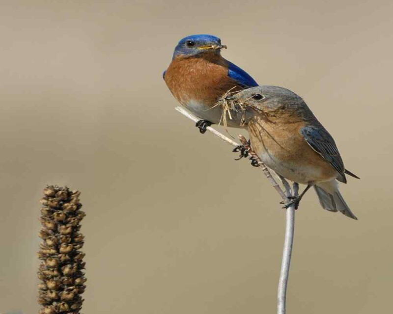 30 Amazing Bluebird Facts You Probably Didn't Know (2021)