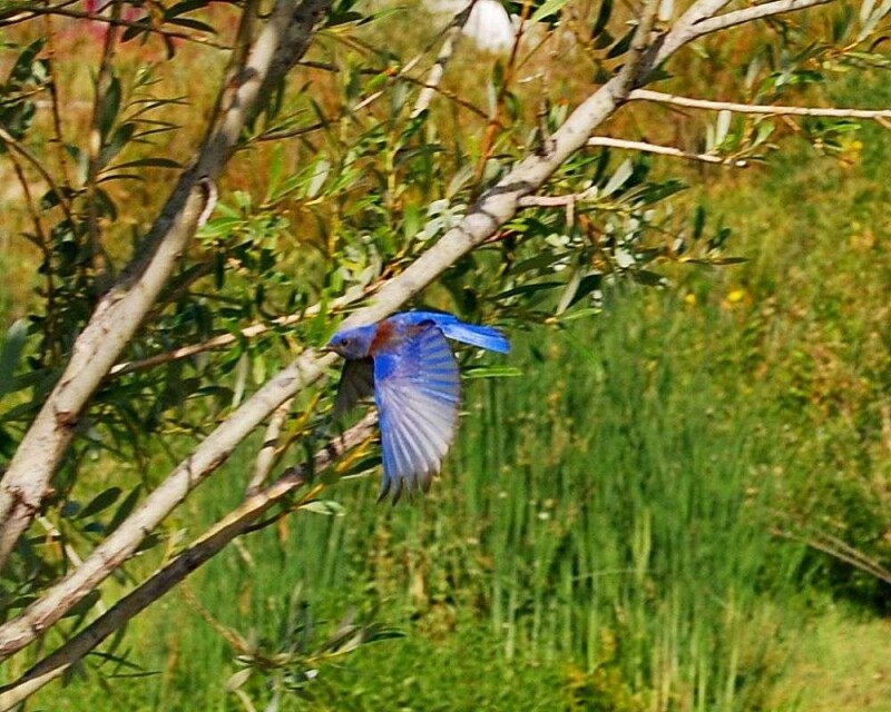 Seen A Bluebird? This Is What It Means In 6 Cultures