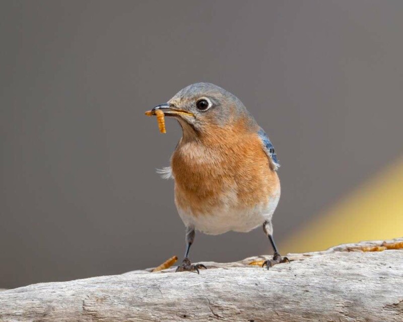 Seen A Bluebird? This Is What It Means In 6 Cultures