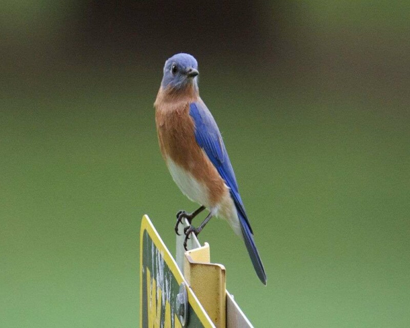 Seen A Bluebird? This Is What It Means In 6 Cultures