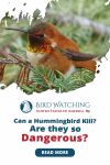 Can A Hummingbird Kill? Are They So Dangerous? Thumbnail