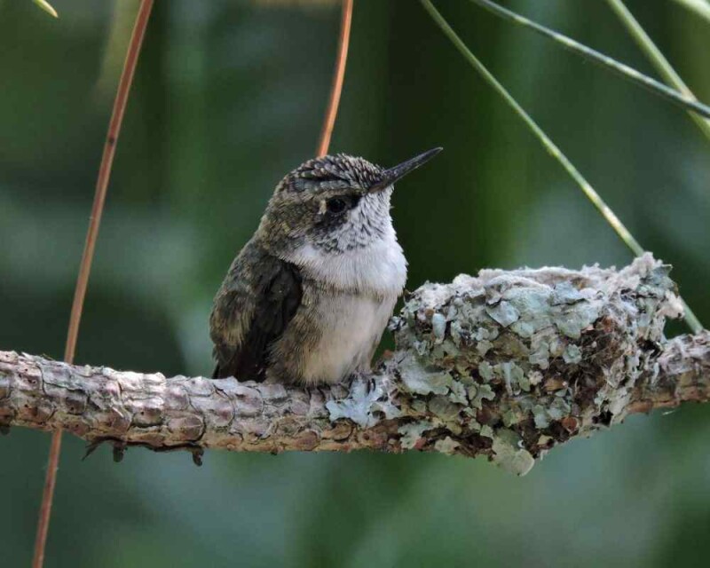 Can A Hummingbird Kill? Are They So Dangerous?