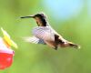 a flying hummingbird