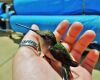 a hummingbird on a human palm