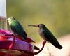 multiple birds on a feeder