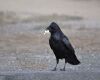 a crow eating popcorn