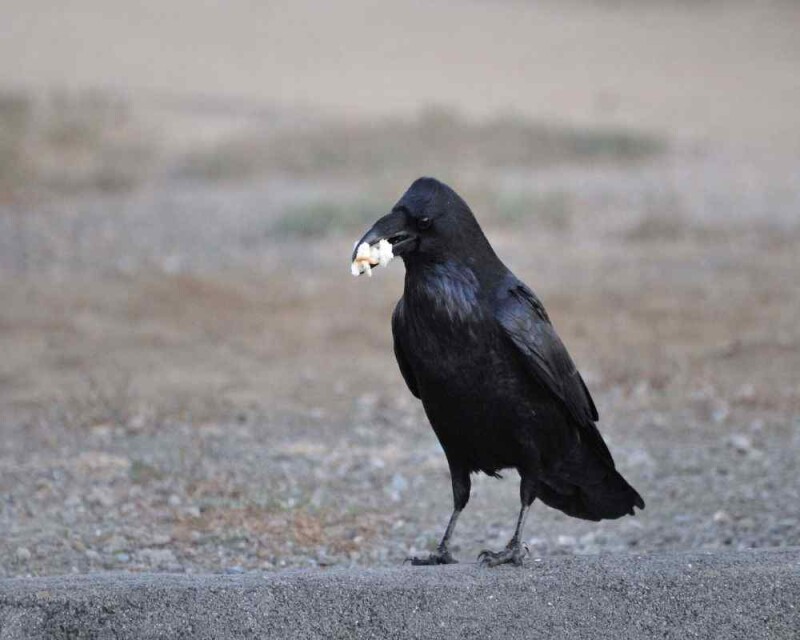 Can Birds Eat Popcorn? Popped or Unpopped? Read This!