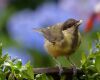 A yellowish brown bird