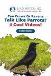 Can Crows or Ravens talk like Parrots? 4 Cool Videos! Thumbnail