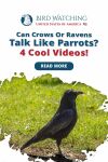 Can Crows or Ravens talk like Parrots? 4 Cool Videos! Thumbnail