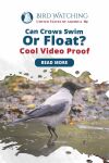 Can Crows Swim Or Float? Cool Video Proof Thumbnail