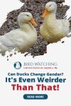 Can Ducks Change Gender? It's Even Weirder Than That! Thumbnail