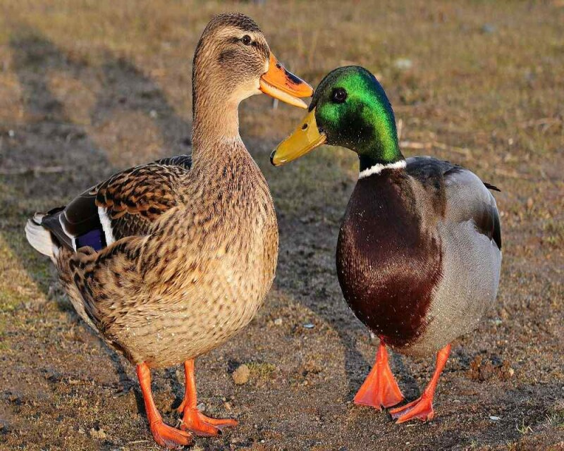 Can Ducks Change Gender? It's Even Weirder Than That!