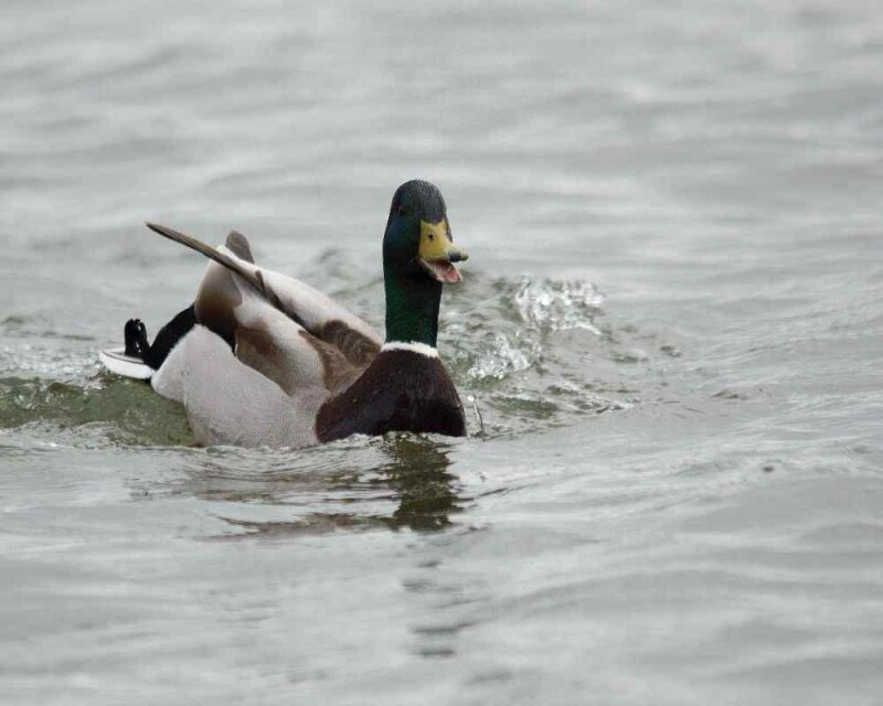 Can Ducks Change Gender? It's Even Weirder Than That!