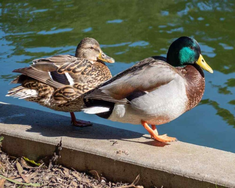 Can Ducks Change Gender? It's Even Weirder Than That!