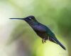 a flying hummingbird