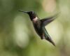 a hummingbird in air