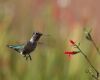 a hummingbird in flight