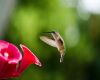a hummingbird near feeder