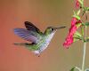 a hummingbird near flower