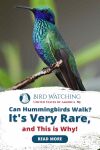 Can Hummingbirds Walk? It's Very Rare, and This is Why! Thumbnail