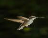 feet structure of hummingbirds