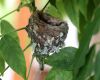a hummingbird nest
