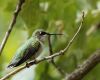 a hummingbird perching