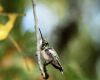 hummingbird scratching its head