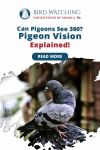 Can Pigeons See 360? Pigeon Vision Explained! Thumbnail