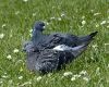 couple of pigeons sitting