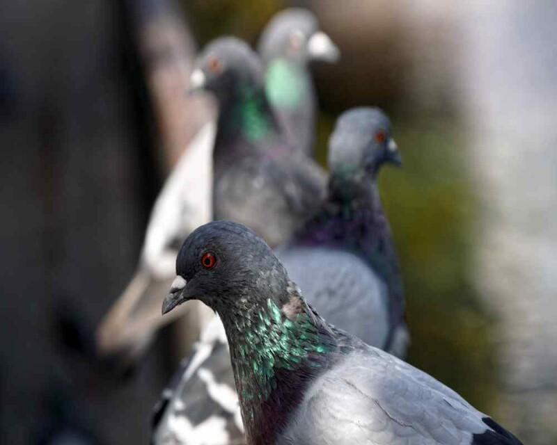 Can Pigeons See 360? Pigeon Vision Explained!