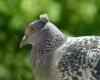 pigeon eye close up