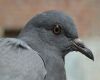 a close up of the pigeons face