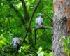 a pigeon is sitting on the bark of a tree