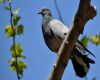 pigeon sitting on a bark