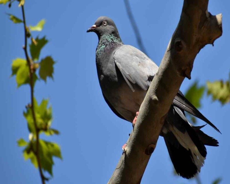 Can Pigeons See 360? Pigeon Vision Explained!