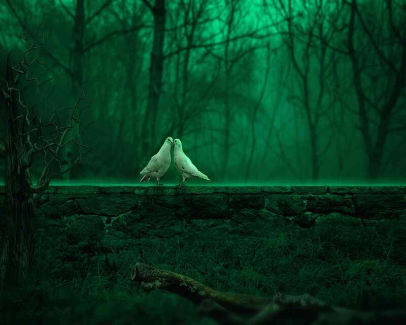 Can Pigeons See 360? Pigeon Vision Explained!