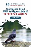 Can Pigeons Swim? Will A Pigeon Die If It Falls On Water? Thumbnail