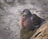 pigeon in water