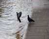 pigeon near water