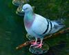 pigeon on rock