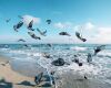 pigeons near the sea