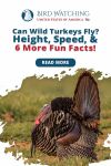 Can Wild Turkeys Fly? Height, Speed, and 6 More Fun Facts! Thumbnail