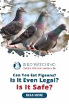 Can you Eat Pigeons? Is it even Legal? Is it Safe? Thumbnail