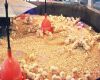 chicken breeding